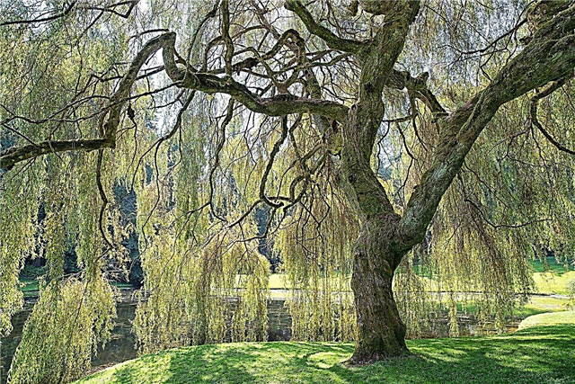 Penjagaan Willow Menangis: Petua Menanam Pokok Willow