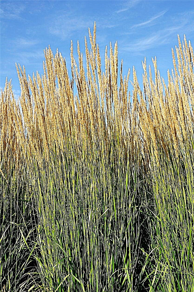 Iarba Ornamentală din Zona 7 - Aflați despre diverse tipuri de iarbă din Zona 7
