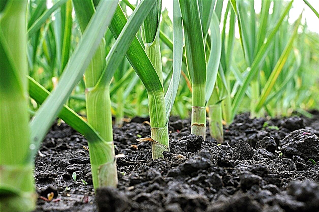 Zone 7 Knoflookbeplanting - Leer wanneer u knoflook moet planten in zone 7