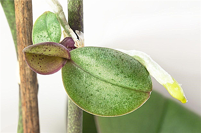Petua Menanam Keikis Orkid: Cara Menanam Keiki Anggrek