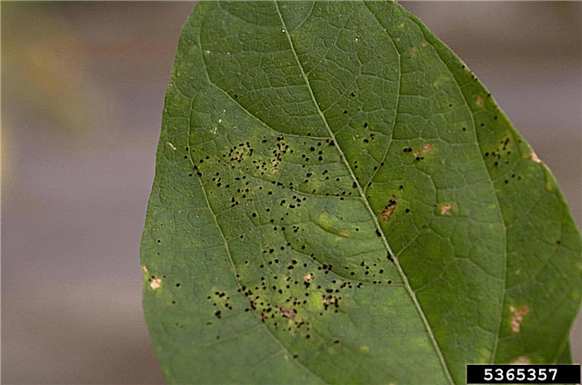 Петна от ръжда по растенията на бобовите растения: Как да се лекува ръжда гъбички на боб