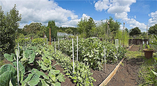 Légumes pour la zone 7 - En savoir plus sur le jardinage de légumes dans la zone 7