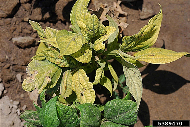 Curly Top Virus Control: Was ist Curly Top Virus von Bohnenpflanzen?