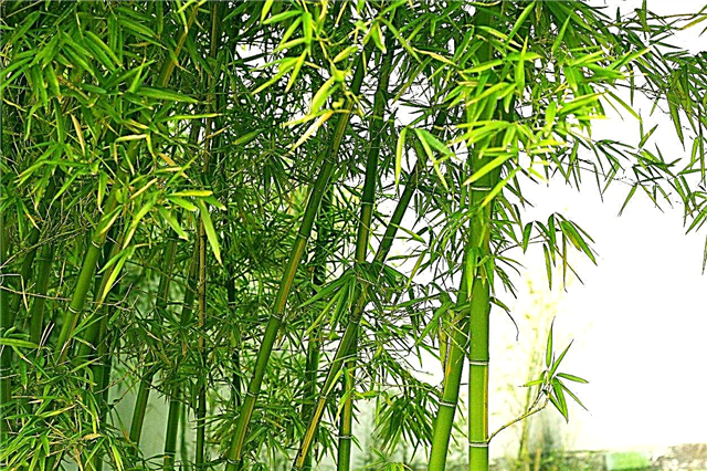 강건한 대나무 식물 : Zone 7 정원에서 자라는 대나무