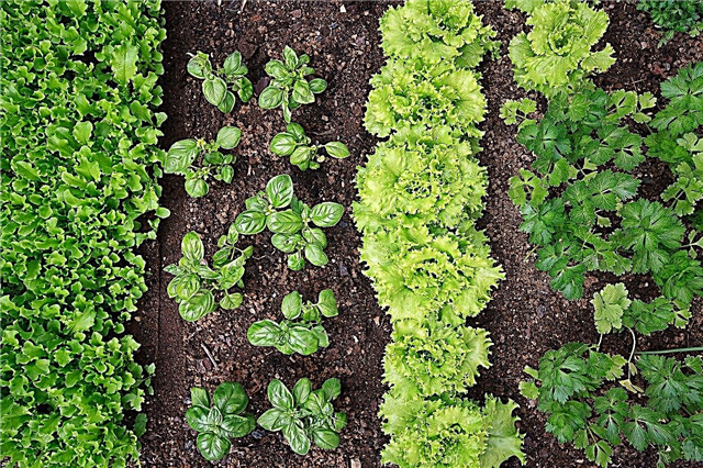 Зона 9 Посібник з посадки: коли садити овочі в садах зони 9