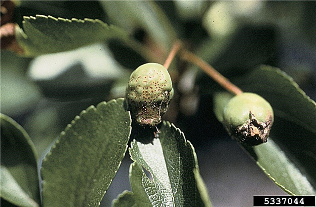 Controlling Quince Rust - Ako sa zbaviť Rince kdoule