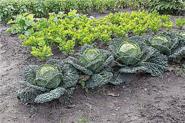 Cold Hardy Vegetables - Tipps zum Pflanzen eines Gemüsegartens in Zone 4