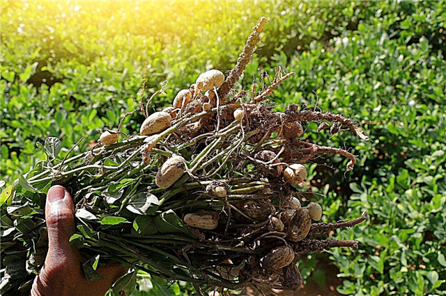 Шта су гомила кикирикија: сазнајте више Бусх биљака кикирикија