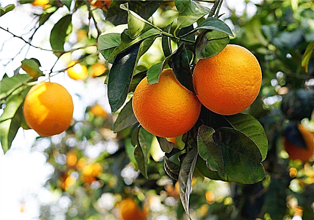 Cona 7 citrusna drevesa: nasveti za gojenje citrusov v coni 7