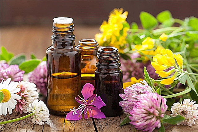 Was ist Aromatherapie? Erfahren Sie mehr über die Verwendung von Pflanzen für die Aromatherapie