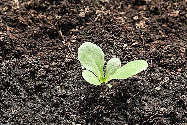 Penanaman Sayuran Zon 7: Bilakah Menanam Sayuran Di Zon 7