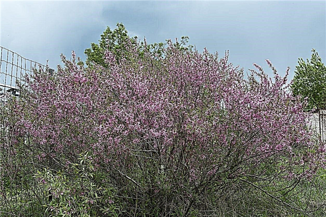 Arbustos floridos resistentes: Arbustos floridos crescentes nos jardins da zona 5