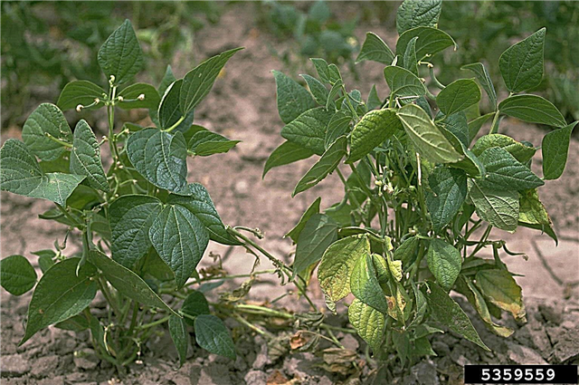 콩의 곰팡이 질병 : 콩 식물에서 뿌리 부패를 치료하기위한 팁