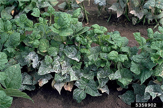 Mildiou dans les haricots: Comment contrôler le mildiou sur les haricots