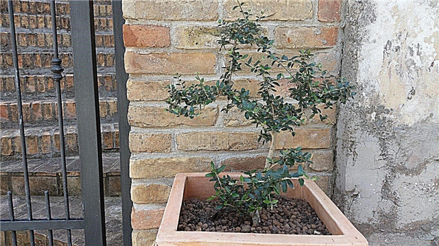 Inlagd olivträdvård: tips om odling av olivträd i behållare