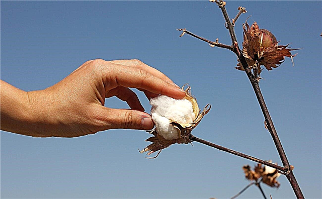 Cueillette du coton ornemental - Comment récoltez-vous le coton du pays