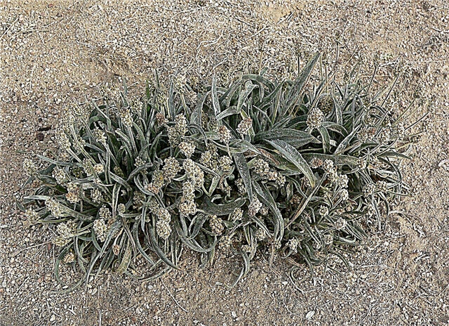 Informações sobre plantas de psyllium - Aprenda sobre plantas de trigo indiano do deserto