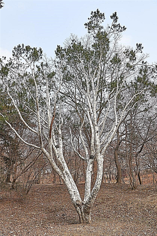 Lacebark Pine คืออะไร: เรียนรู้เกี่ยวกับต้นสน Lacebark