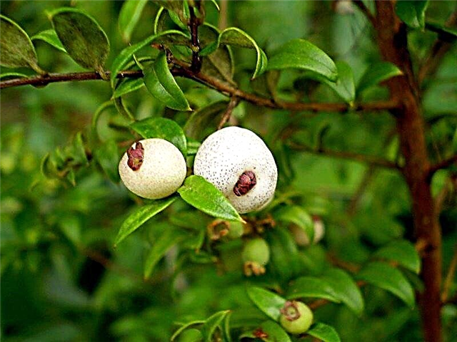 Que sont les baies de Midgen: En savoir plus sur les plantes de Midgen Berry