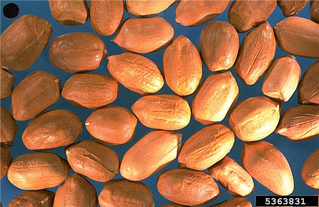 Výsadba arašidových semienok: Ako pestujete arašidové semená