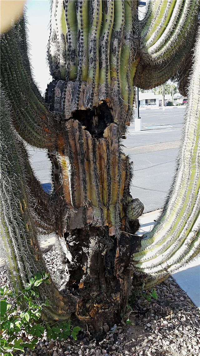 Saguaro-Kaktus-Probleme - Behandlung der bakteriellen Nekrose in Saguaro