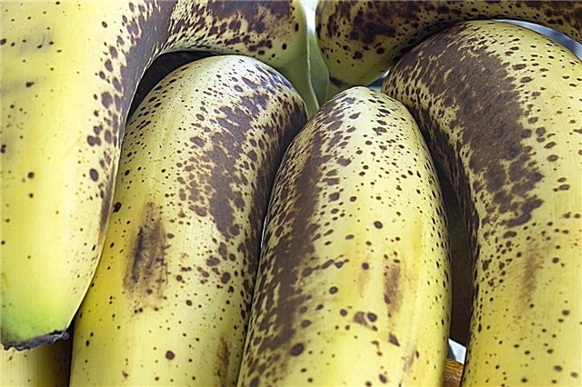 Veel voorkomende ziekten van banaan: wat veroorzaakt zwarte vlekken op bananenfruit