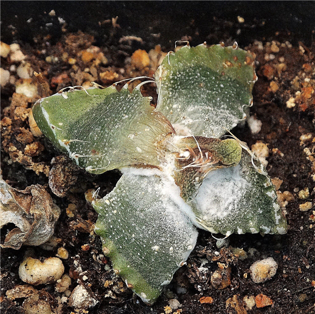 Fusarium-kaktushaigused: Fusarium-mädaniku tunnused kaktuses