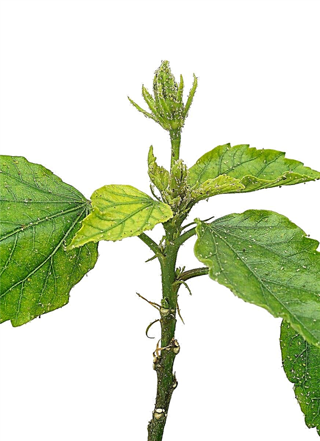 Hibiscus Leaf Drop: Varför faller Hibiscus Leaves Off