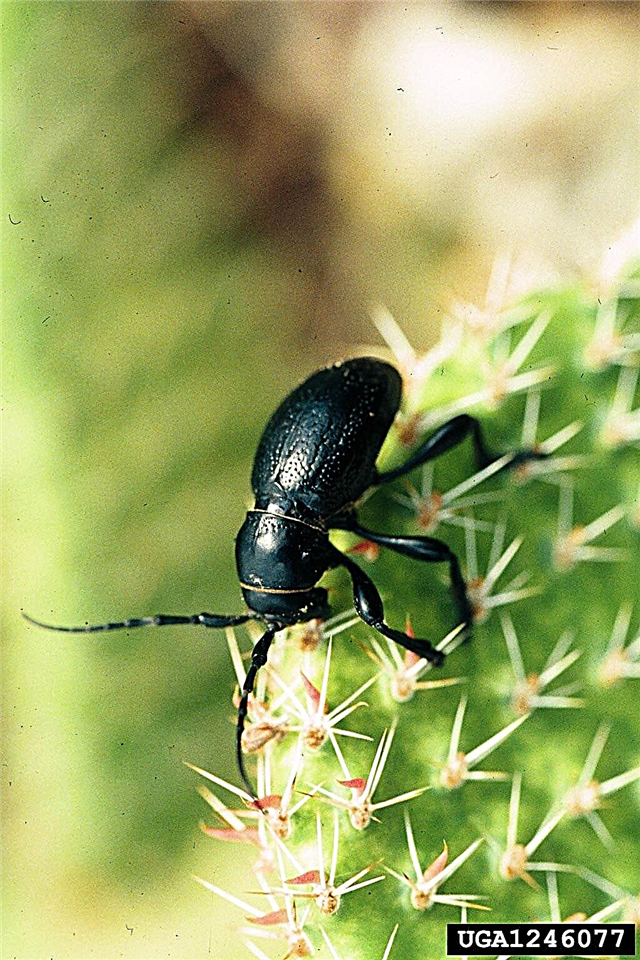 ¿Qué es un escarabajo de cuernos largos de cactus? Aprenda acerca de los escarabajos de cuernos largos en cactus