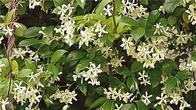 Zone 7 Jasmine Plants: Valg af Hardy Jasmine til Zone 7 Klimater