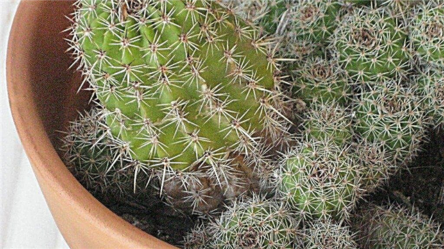 Bewässere ich meinen Kaktus zu stark: Symptome einer Überwässerung des Kaktus