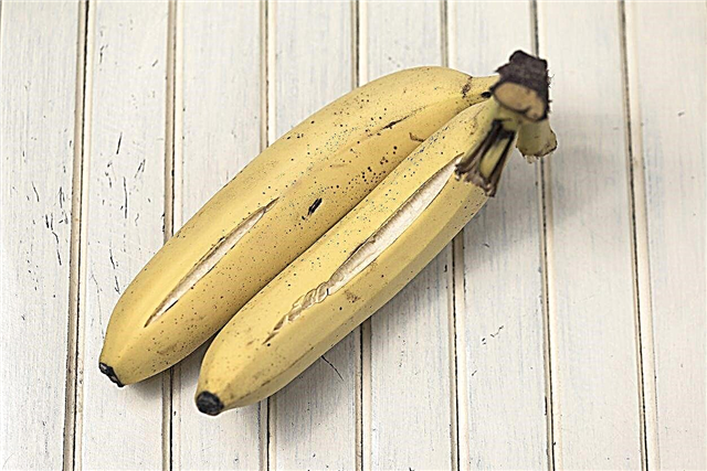 Problemas del árbol de plátano: qué causa los plátanos con piel agrietada