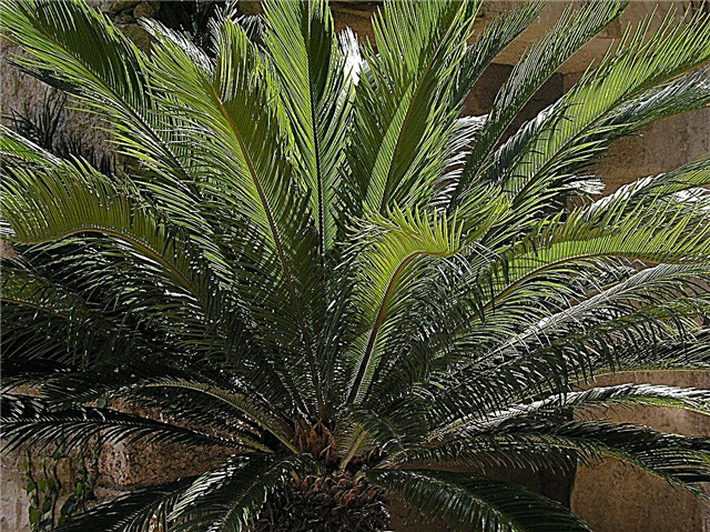 Arrosage des palmiers sagou - De quelle quantité d'eau les palmiers sagou ont-ils besoin?
