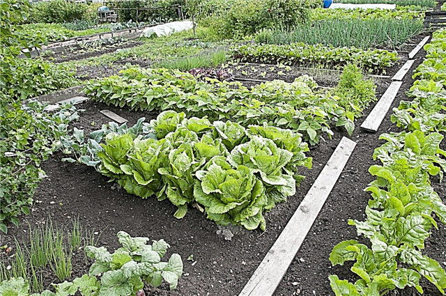 Zona 8 Jardinería de verduras: cuándo plantar verduras en la zona 8