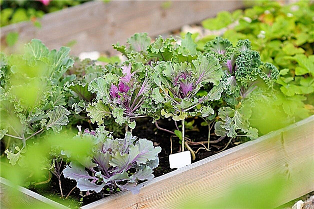 Gemüsepflanzung in Zone 6: Tipps zum Anbau von Gemüse in Zone 6