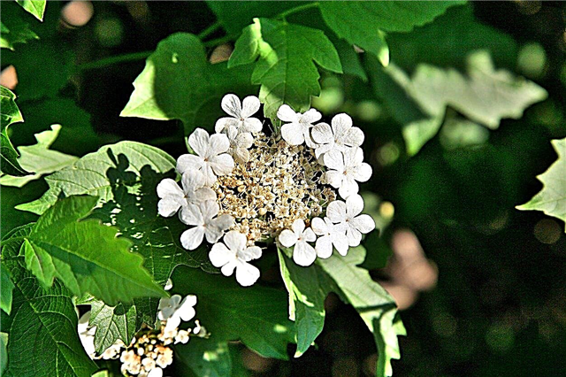 Guelder Rose Viburnums - Kuinka hoitaa Guelder Rose -kasveja