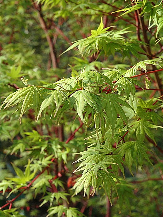 Coral Bark Maple Trees: Tipy pro pěstování Coral Bark Japanese Maples