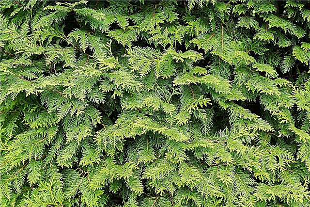 Evergreen Trees For Zone 5: Growing Evergreens In Zone 5 Gardens