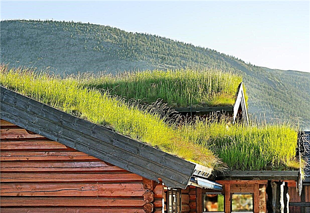 ما هو السقف الأخضر: أفكار لإنشاء حدائق سقف أخضر