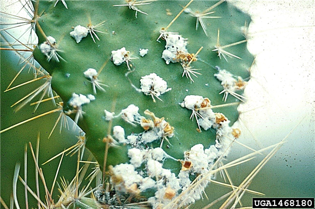 Cochenille-schaal op Cactus - Hoe cochenille-schaal bugs te behandelen