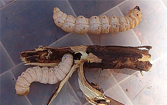 Qué son las larvas de Witchetty: aprenda sobre las larvas de Witchetty en jardines