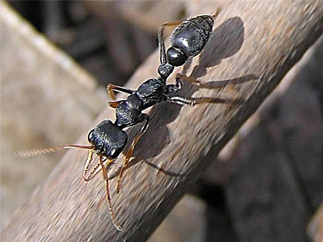 What Is A Jack Jumper Ant: Pelajari Tentang Australian Jack Jumper Ant Control