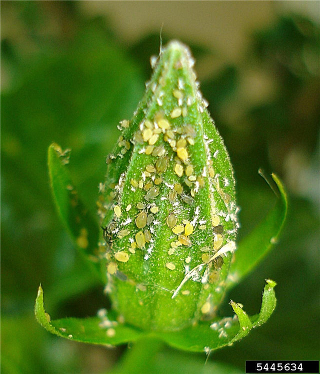 Control de plagas de hibisco: cómo deshacerse de las plagas de insectos en las plantas de hibisco