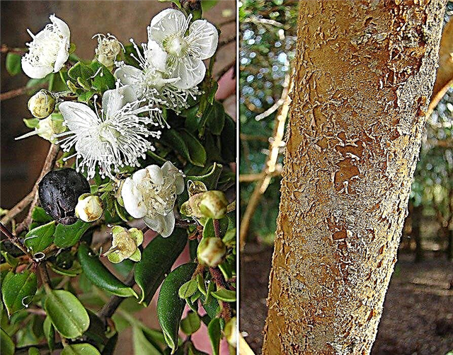 Soins du myrte chilien: conseils sur la culture des plantes de myrte chilien
