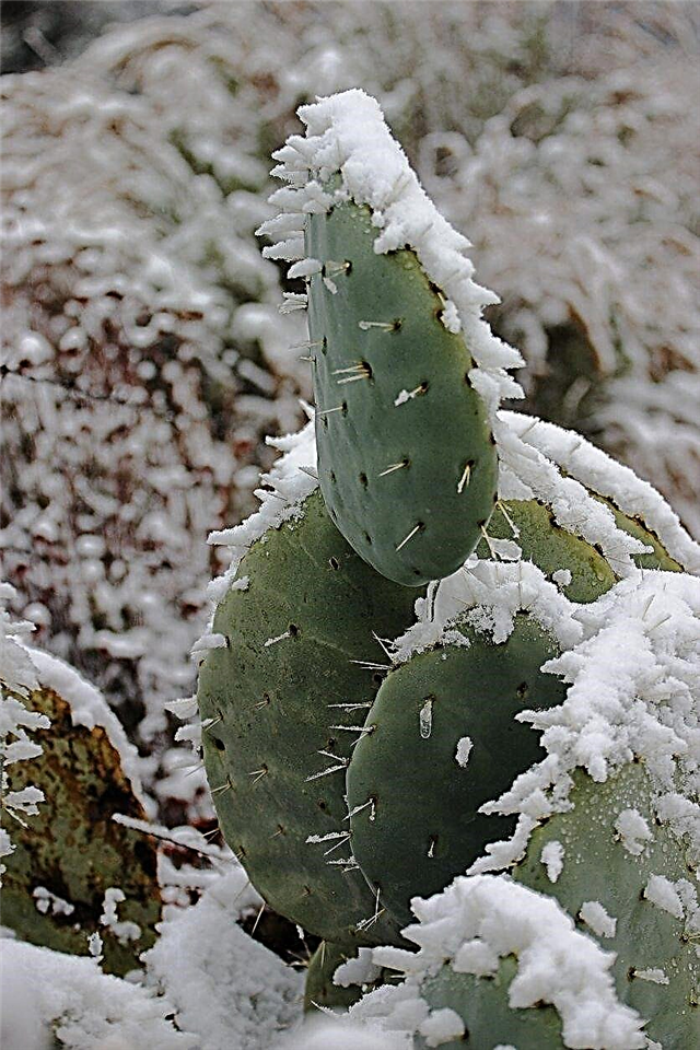 Ravvivare una pianta di cactus congelata - Come prendersi cura di un cactus congelato