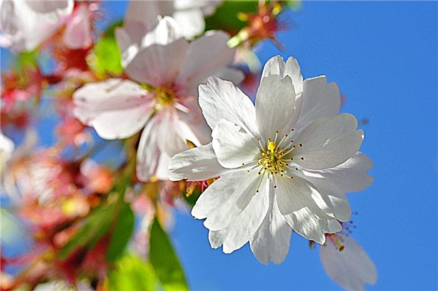 Njega cvjetnih trešanja - kako uzgajati ukrasne trešnje