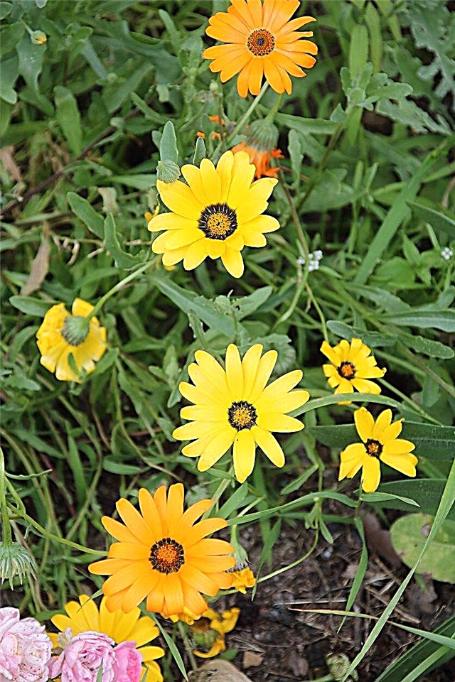 Informationen zur Kap-Ringelblume - Wachsende Kap-Ringelblumen-Jahrbücher im Garten