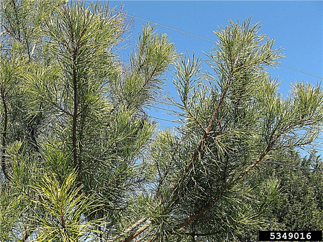 Podatki o Virginia Pine Tree - Nasveti za gojenje dreves Virginine Pine