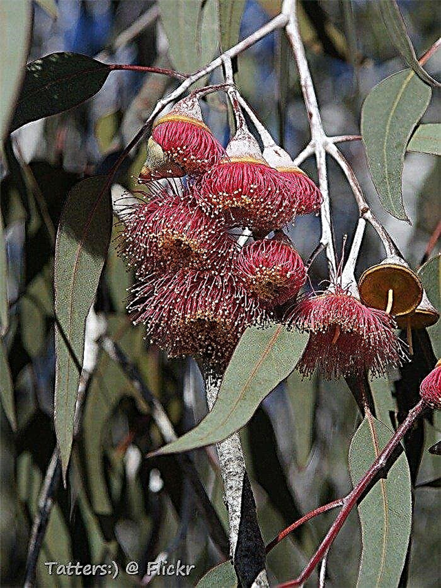 Silver Princess Gum Tree Info: Omsorg for Silver Princess Eucalyptus træer