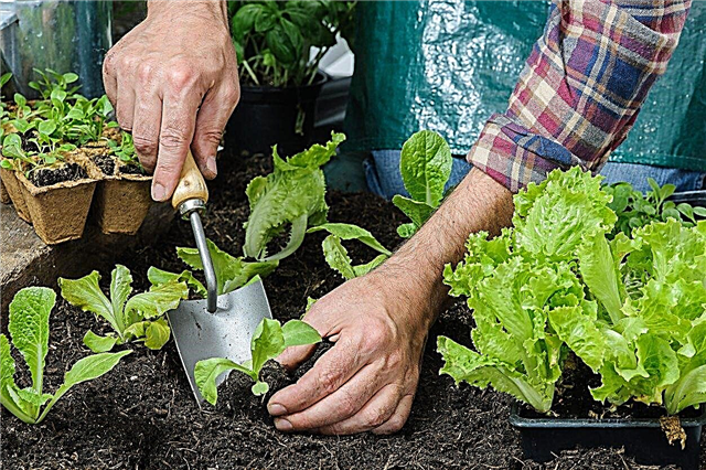 Planter des légumes dans la zone 5 - Apprenez à planter des cultures dans la zone 5